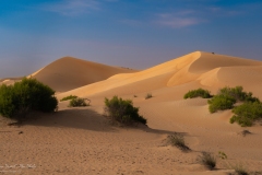 Al Razeen Desert-2026